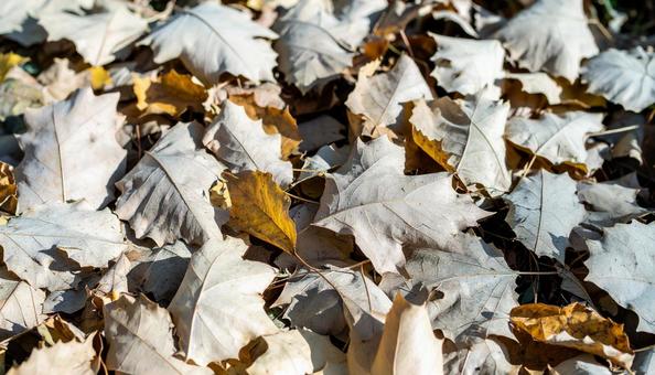落ち葉の写真