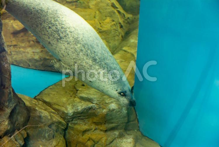 水族館のアザラシ 水族館,アザラシ,動物の写真素材