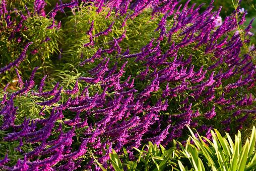 メキシカンセージ （アメジストセージ） ハーブ,秋,アメジストセージの写真素材