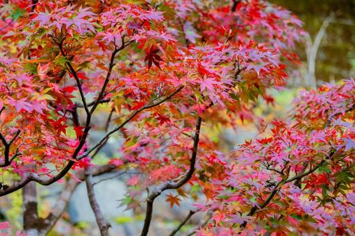 高野山の紅葉 高野山,紅葉,山岳の写真素材