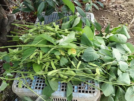 枝豆 枝豆,豆,野菜の写真素材