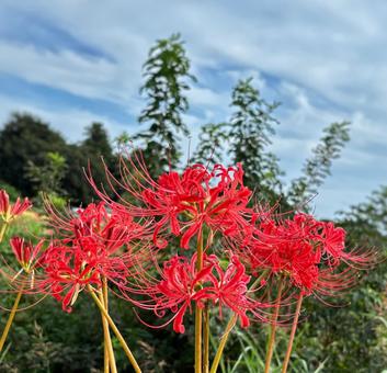 青空へ伸びる彼岸花 青空へ伸びる彼岸花の写真