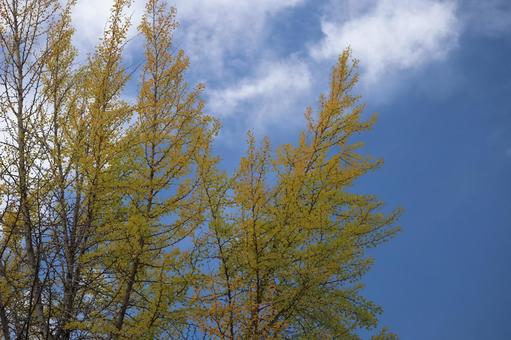 白い雲と青空と黄葉する銀杏の大樹の並木 白い,雲,青空の写真素材