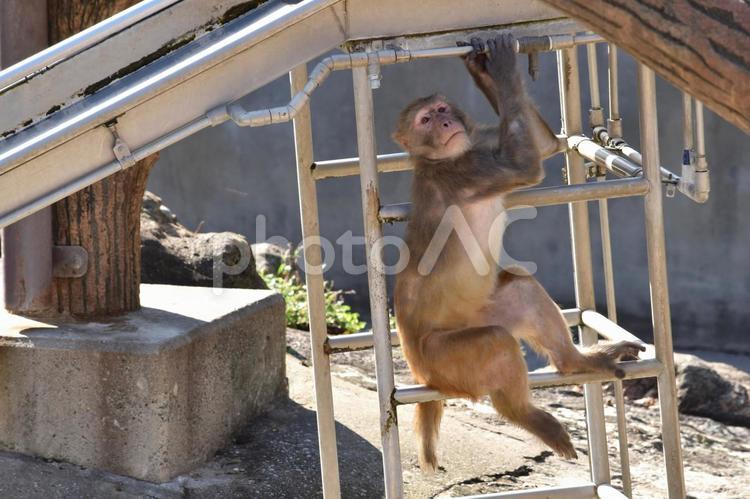 滑り台のはしごを登るサル アカゲザル,登る,遊ぶの写真素材