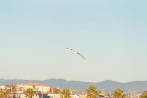 大空を優雅に舞うセグロカモメ 大空を優雅に舞うセグロカモメ セグロカモメ,渡り鳥,冬鳥の写真素材
