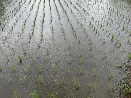 雨あめ降れふれ 雨あめ降れふれ 稲,米,お米の写真素材