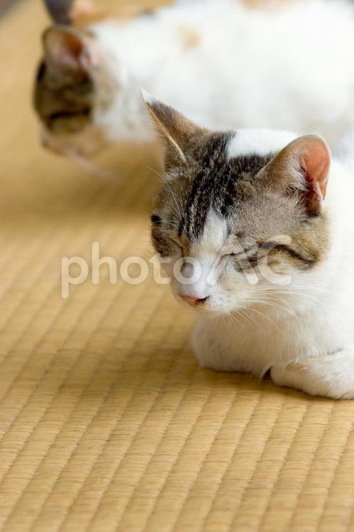 畳の上で寝る猫 猫,畳,寝るの写真素材