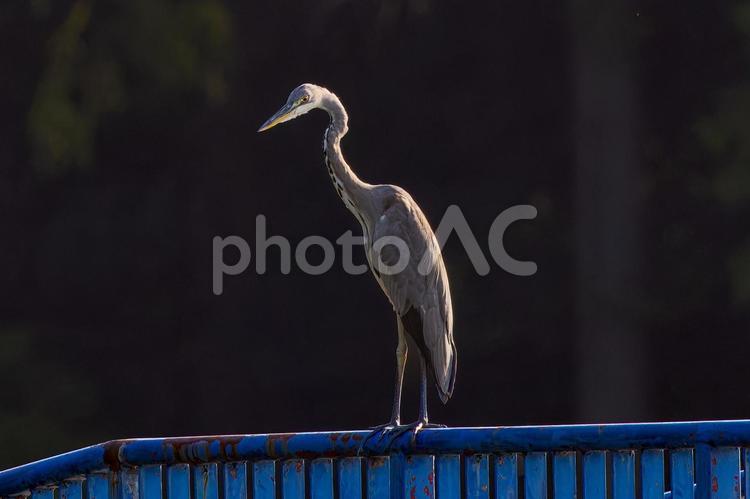 柵にとまるアオサギ サギ,アオサギ,野鳥の写真素材