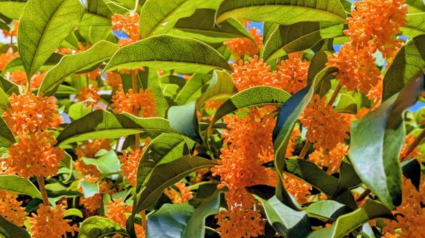 秋に香るキンモクセイの花　青空　小春日和 キンモクセイ,花,植物の写真素材