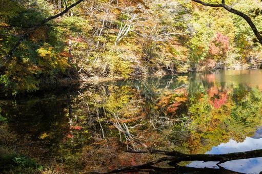 秋の長老湖⑼ 秋,紅葉,長老湖の写真素材