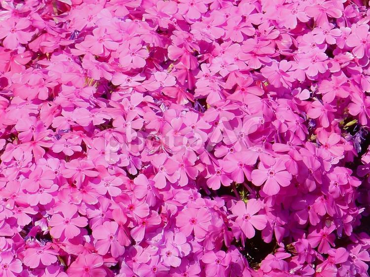 【花の写真】シバザクラ 春,花,はなの写真素材