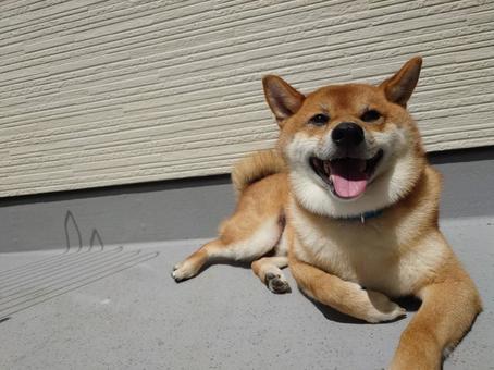 日光浴犬の笑顔 日光浴犬の笑顔 犬,わんこ,柴の写真素材
