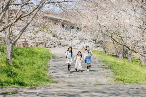 桜並木を走る小学生　 桜,小学生,走るの写真素材