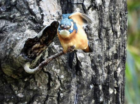 飛び立つカワセミの写真