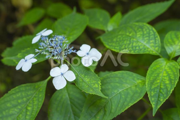 ガクアジサイ あじさい,花,植物の写真素材
