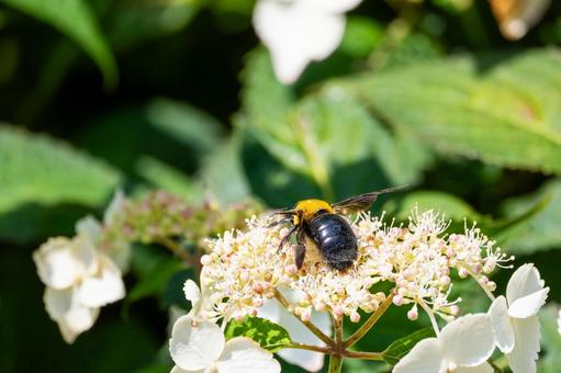 Photo, early summer, bear, honeybee family, 