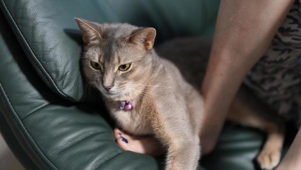 ソファーでくつろぐ猫 猫,にゃんこ,ねこの写真素材