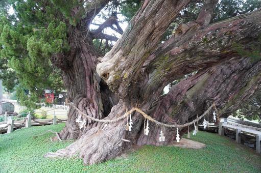 巨樹　宝生院のシンパク樹幹・香川県小豆島 シンパク,真柏,巨樹の写真素材