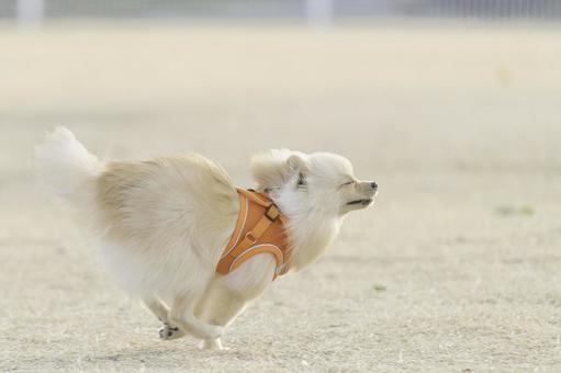 ポメラニアン【生後約8か月】 ポメラニアン,犬,いぬの写真素材