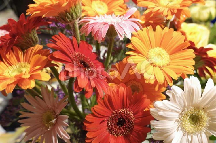 我が家の食卓のガーベラ ガーベラ,花,春の写真素材