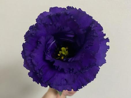 紫のトルコキキョウの写真