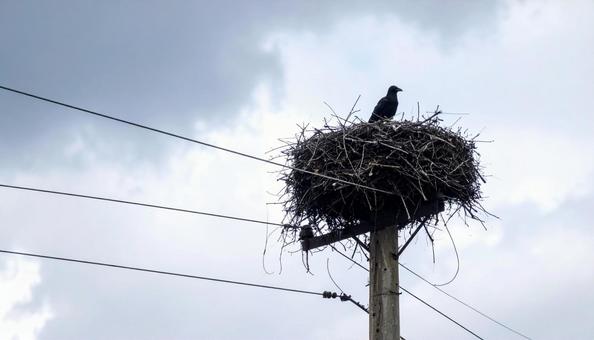 電柱のカラスの巣 電柱のカラスの巣の写真