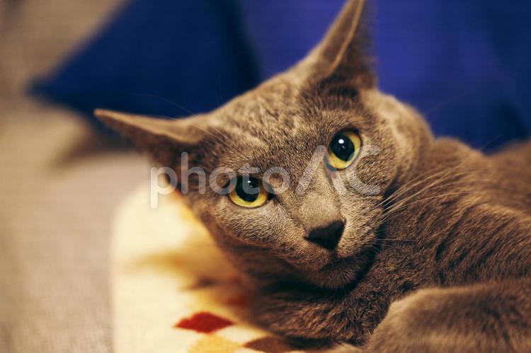 のんびりとした家猫の日常 猫,ロシアンブルー,アップショットの写真素材