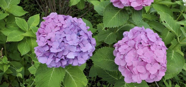 紫陽花 紫陽花,桃色,自然の写真素材