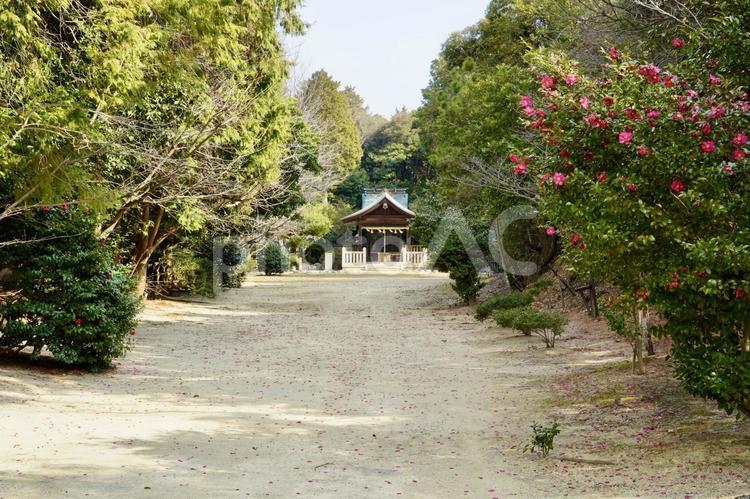 兵庫　大和大國魂神社　参道と拝殿 大和大國魂神社,大和大國魂,神社の写真素材
