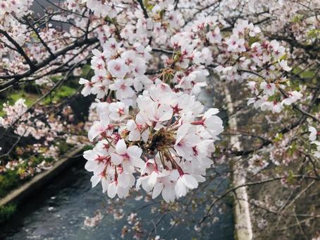 散り際の桜 桜,花,植物の写真素材