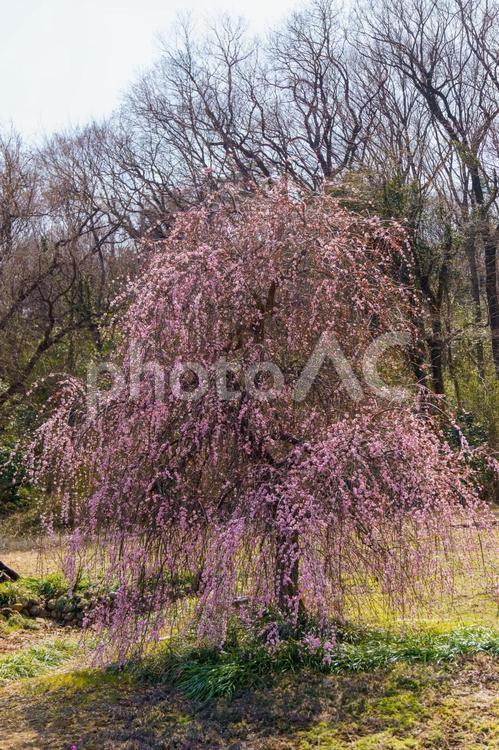 春の訪れを告げるしだれ梅の花 梅,花,植物の写真素材