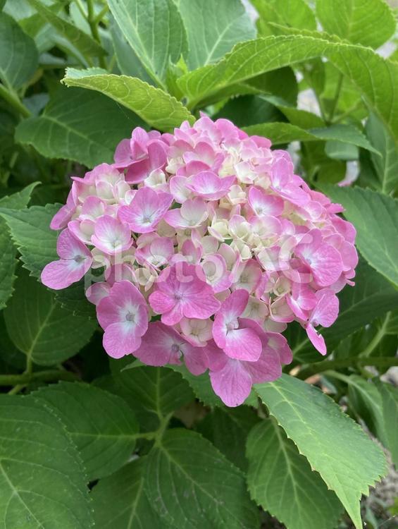 初夏の昼下がりに咲き始めたアジサイ アジサイ,あじさい,紫陽花の写真素材