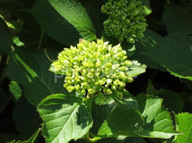 まだ色の付き始める前のアジサイ アジサイ,花,植物の写真素材