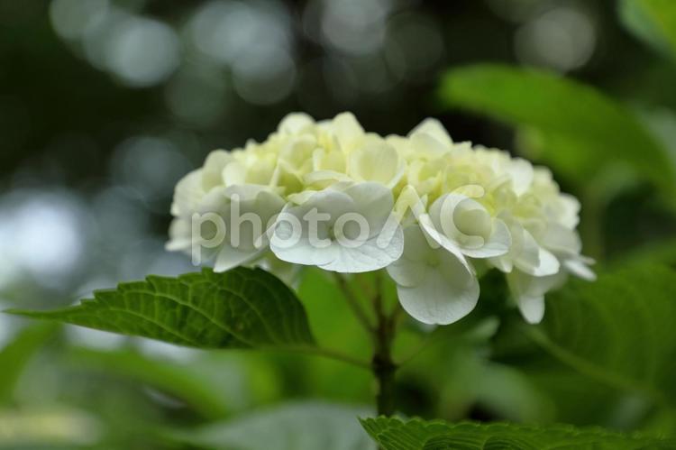 白いアジサイの花 あじさい,紫陽花,花の写真素材