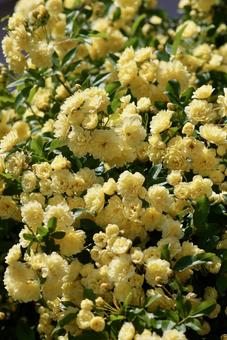 モッコウバラ モッコウバラ 木香薔薇,春,4月の写真素材