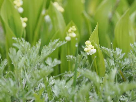 山野草・スズラン 山野草・スズラン スズラン,ドイツスズラン,花の写真素材