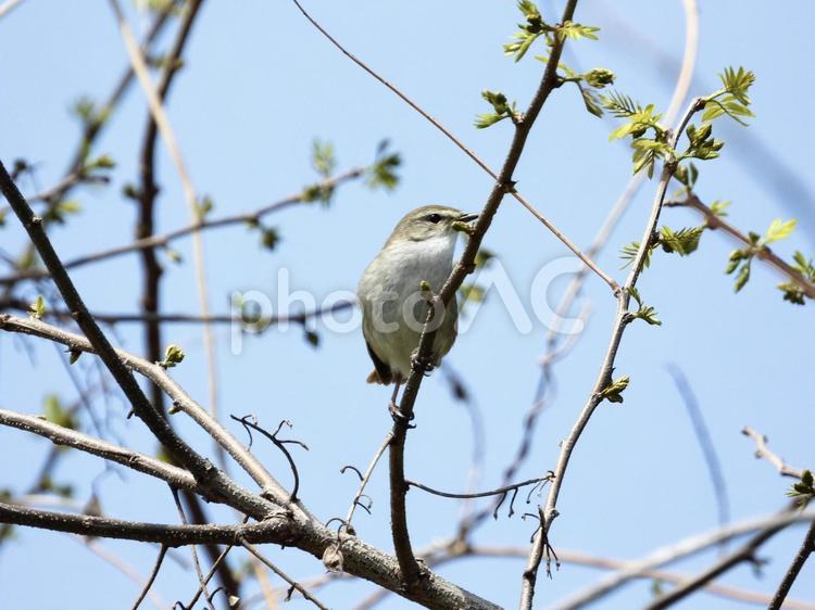 枝につかまるウグイス 鳥,野鳥,ウグイスの写真素材