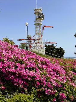 青海ふ頭公園　東京お台場　2025年春 公園,青海,ふ頭公園の写真素材
