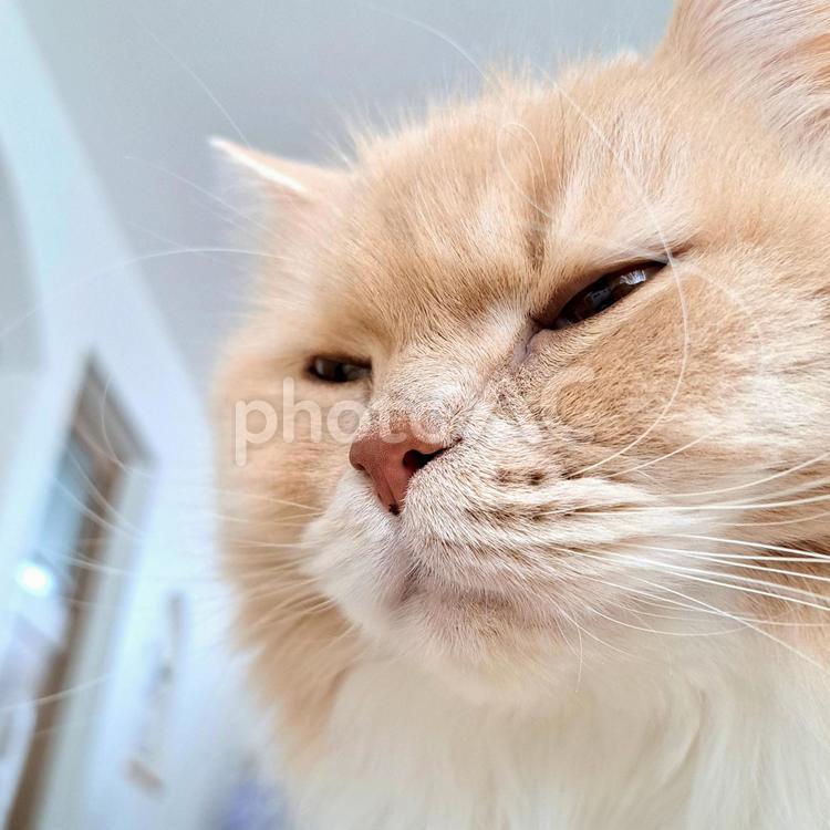 目を細めている猫 猫,ねこ,ネコの写真素材