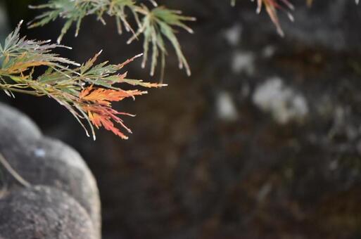 紅葉 紅葉の写真