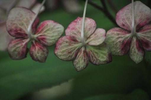 Photo, hydrangea, hakuji hydrangea, green, 