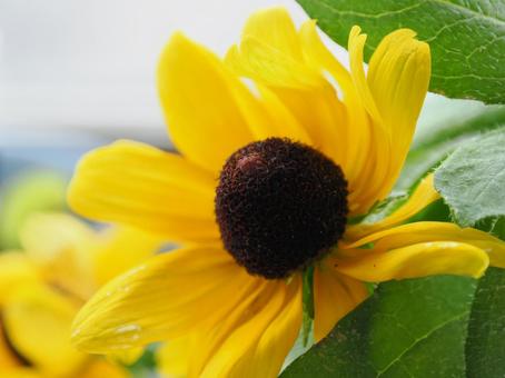 美しく咲くルドベキア 美しく咲くルドベキアの写真