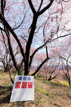高知県須崎市 桑田山の雪割桜 高知県須崎市 桑田山の雪割桜 雪割桜,桑田山,須崎市の写真素材