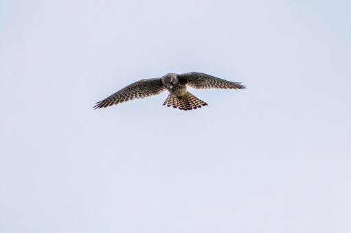 チョウゲンボウ(70) 鳥,チョウゲンボウ,ホバリングの写真素材