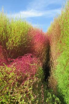 コキアと空 コキア,空,グリーンの写真素材