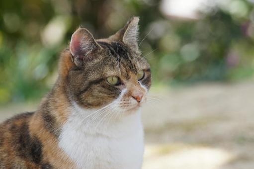 ねこ ねこ にゃんこ,可愛い,野良猫の写真素材