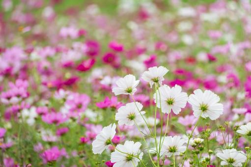 白とピンクのコスモス畑 白とピンクのコスモス畑 コスモス,花,畑の写真素材