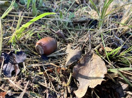 地面に落ちたどんぐり どんぐり,ドングリ,茶色の写真素材