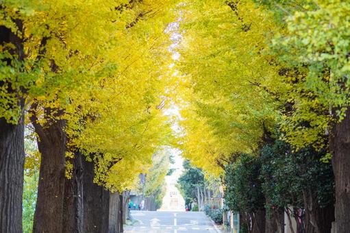 奥行きのあるイチョウ並木 奥行きのあるイチョウ並木の写真