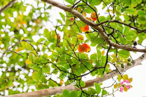 サルスベリの紅葉⑵ 葉,紅葉,サルスベリの写真素材